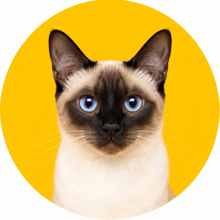 Gatos